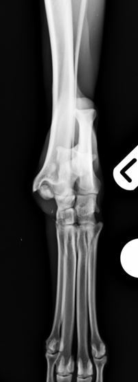 Figure 2. Comminuted talar and distal fibular fractures craniocaudal view